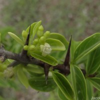 Canthium coromandelicum (Burm.f.) Alston